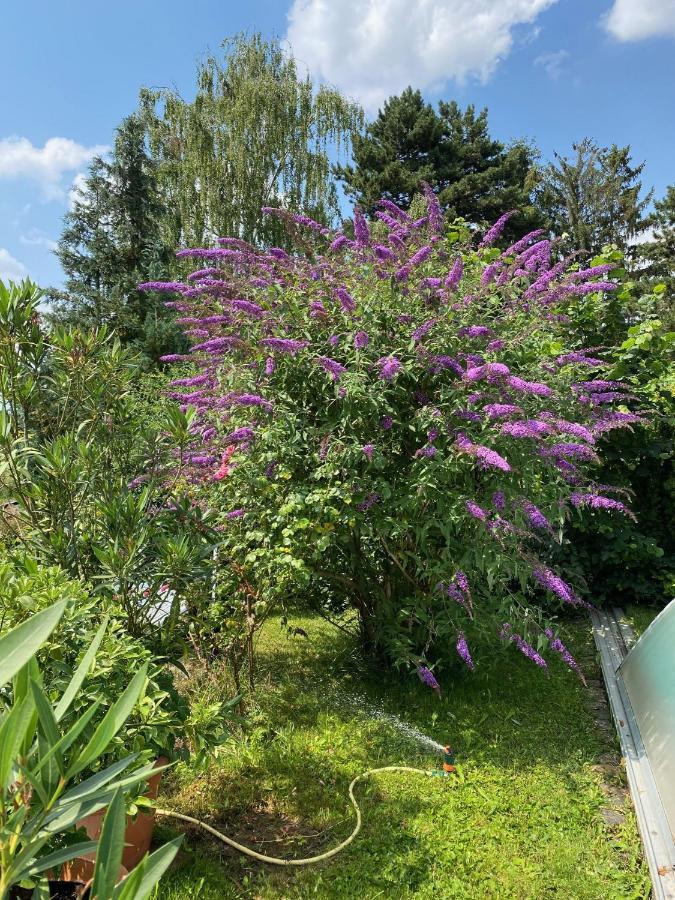 Blaues Haus Apartment Niederdorfelden Екстериор снимка